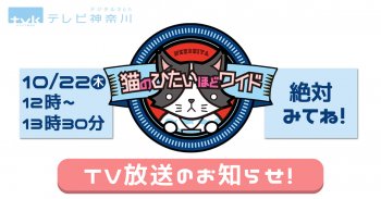 TV放送のお知らせ 10/22(木)テレビ神奈川「猫のひたいほどワイド」
